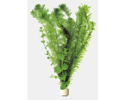 Aquafleur Koudwaterbos (3 varieteiten) | In Terracotta Ring Waterplant