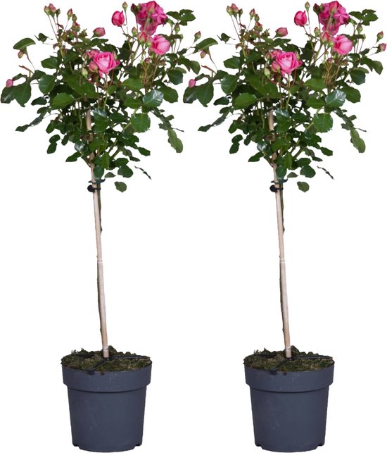 Hyacintbollen kopen | Geurige lentebloemen