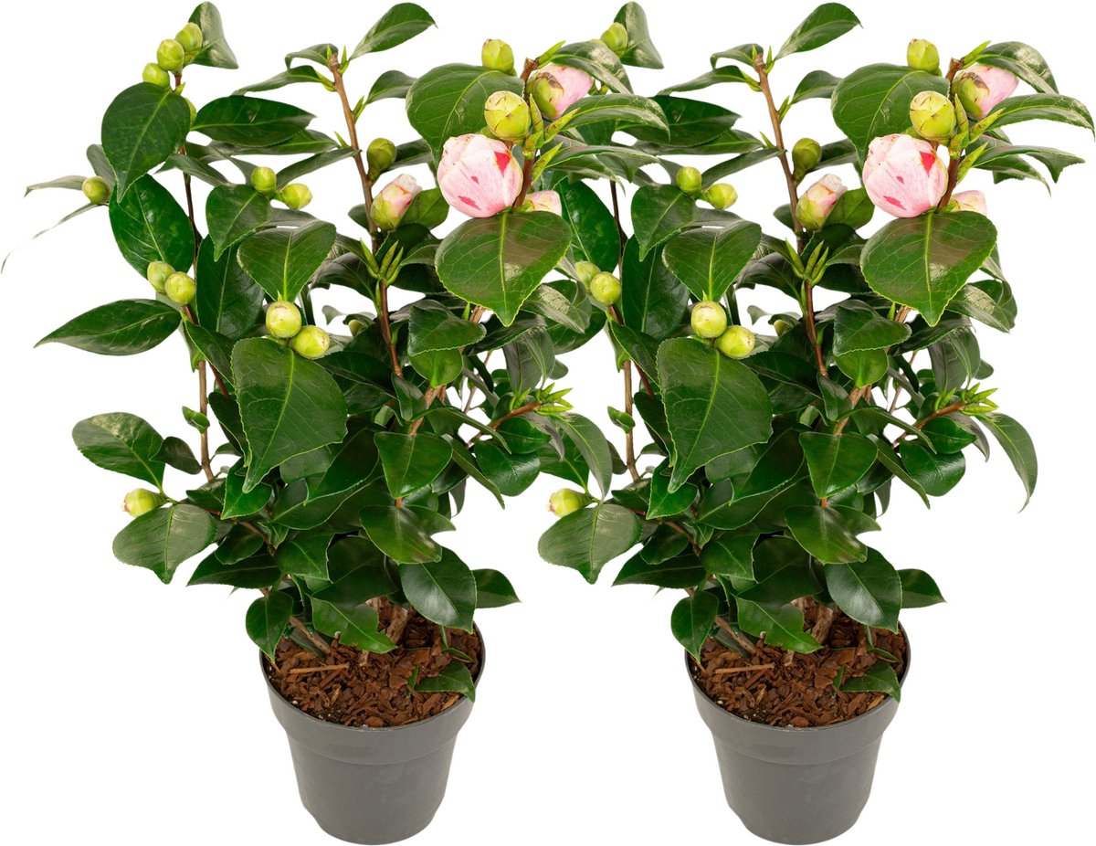 Plant in a Box - Camellia japonica Bonomiana - Set de 2 - Japanse roos - Camellia plant winterhard - Pot 15cm - Hoogte 50-60cm