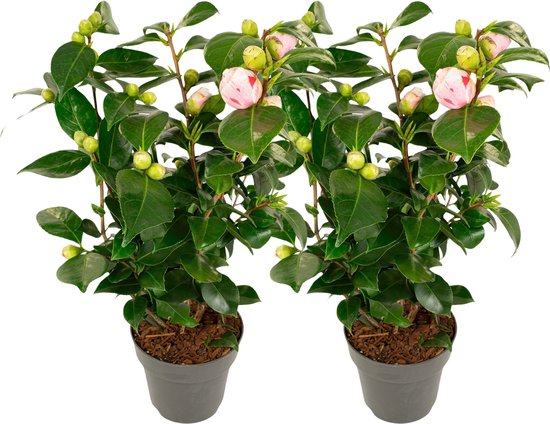 Plant in a Box - Camellia japonica Bonomiana - Set de 2 - Rose du Japon - Camélia plant - Pot 15cm - Hauteur 50-60cm