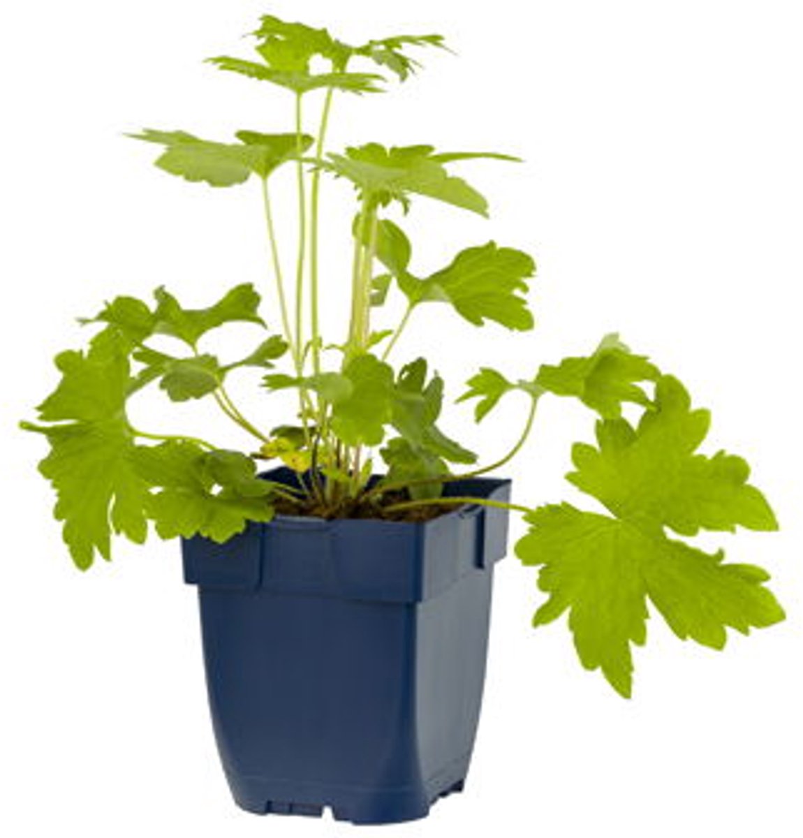 Griffioen - Delphinium (P) 'Astolat'