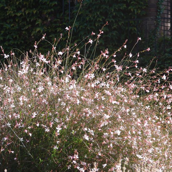 Talrijke tere witte bloempjes met roze accenten, op dunne stelen boven groen gebladerte.