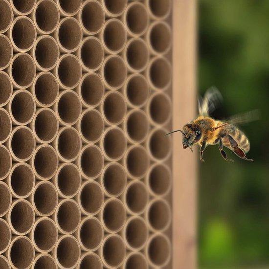 BEESI 200x Nisthülsen 14 cm lang für Insektenhotel aus Schilf I Durchmesser 4-7 mm inkl. E-Book I Für Bienenhotel Nisthilfe I Niströhren für Wildbienen (200x BEESI Schilf