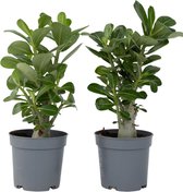 Plant in a Box - Set de 2 Adenium - Roses du désert - Pot ⌀12 cm -Hauteur ↕ 20-30cm