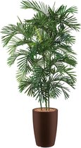 HTT - Kunstplant Areca palm in Genesis rond bruin H200 cm