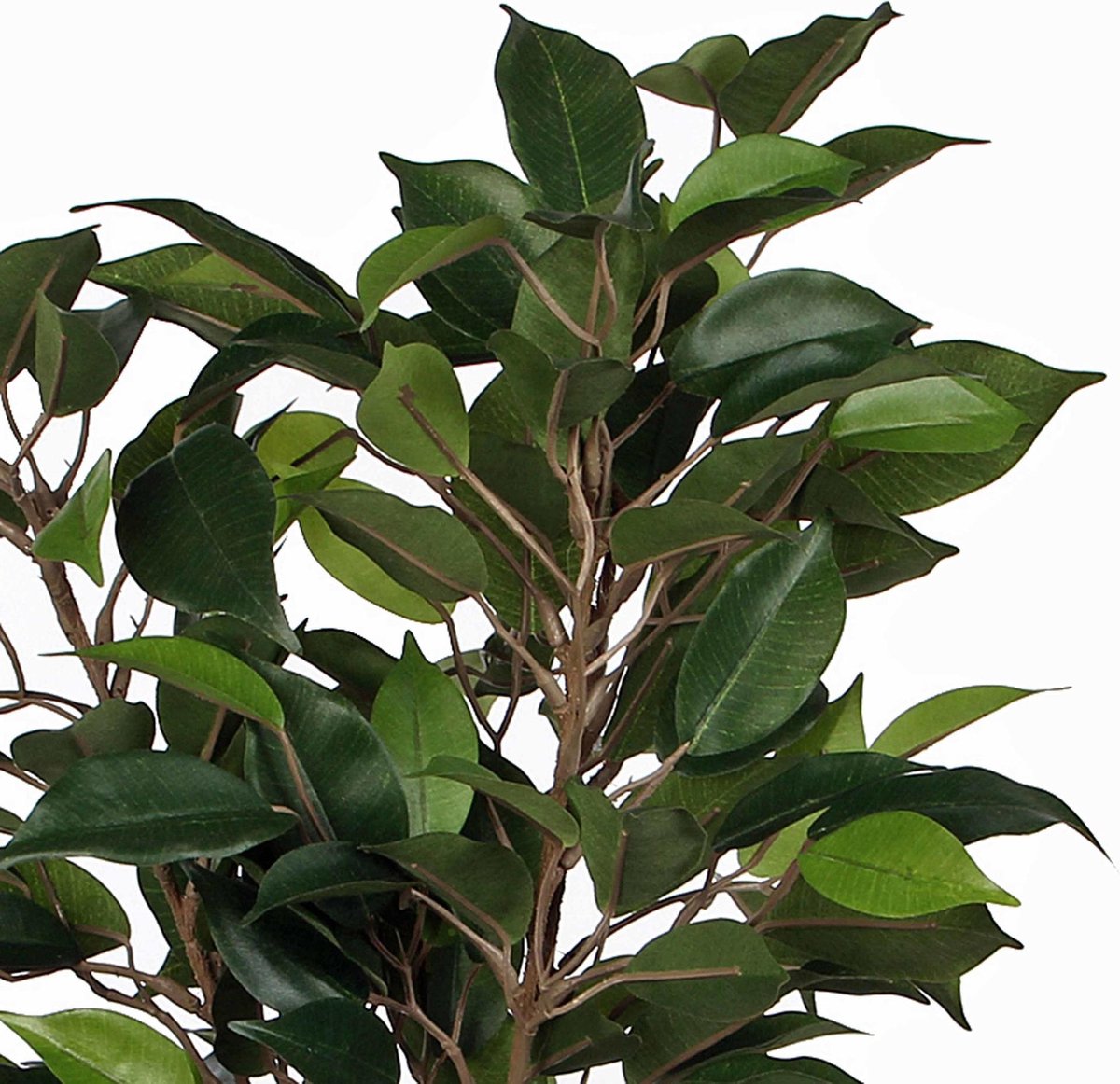 MICA Decorations Ficus Natasja Artificiale In Vaso - Pianta Finta In Poliestere, Effetto Naturale, 30x30x40 Cm - Verde Senza Manutenzione - 3