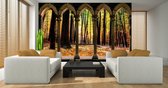 Forest Trees Nature Photo Wallcovering