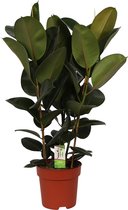 Ficus elastica 'Robusta' XL - Ficus met 3 stammen - ↑ 80-105cm - Ø 18cm