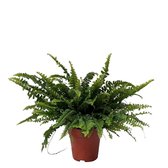 Nephrolepis Exaltata 'Green Lady' - Krulvaren - ↑ 30-35cm - Ø 12cm