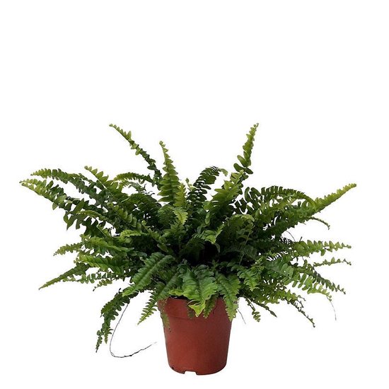 Fougère Blechnum Silver Lady - Plante D'intérieur 25-35cm, Purifie L'Air, Maison/Bureau
