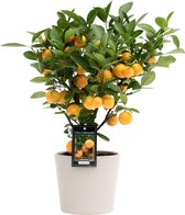 Citrus Calamondin - Mandarijnboom 'Citrofortunella Microcaurau' - Mandarijnboom - Incl. keramieken sierpot grijs ↑ 40cm - Ø 16x13,5cm