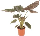 Kamerplant van Botanicly – Olifantsoor – Hoogte: 70 cm – Alocasia Wentii
