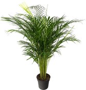 Areca palm 140 cm