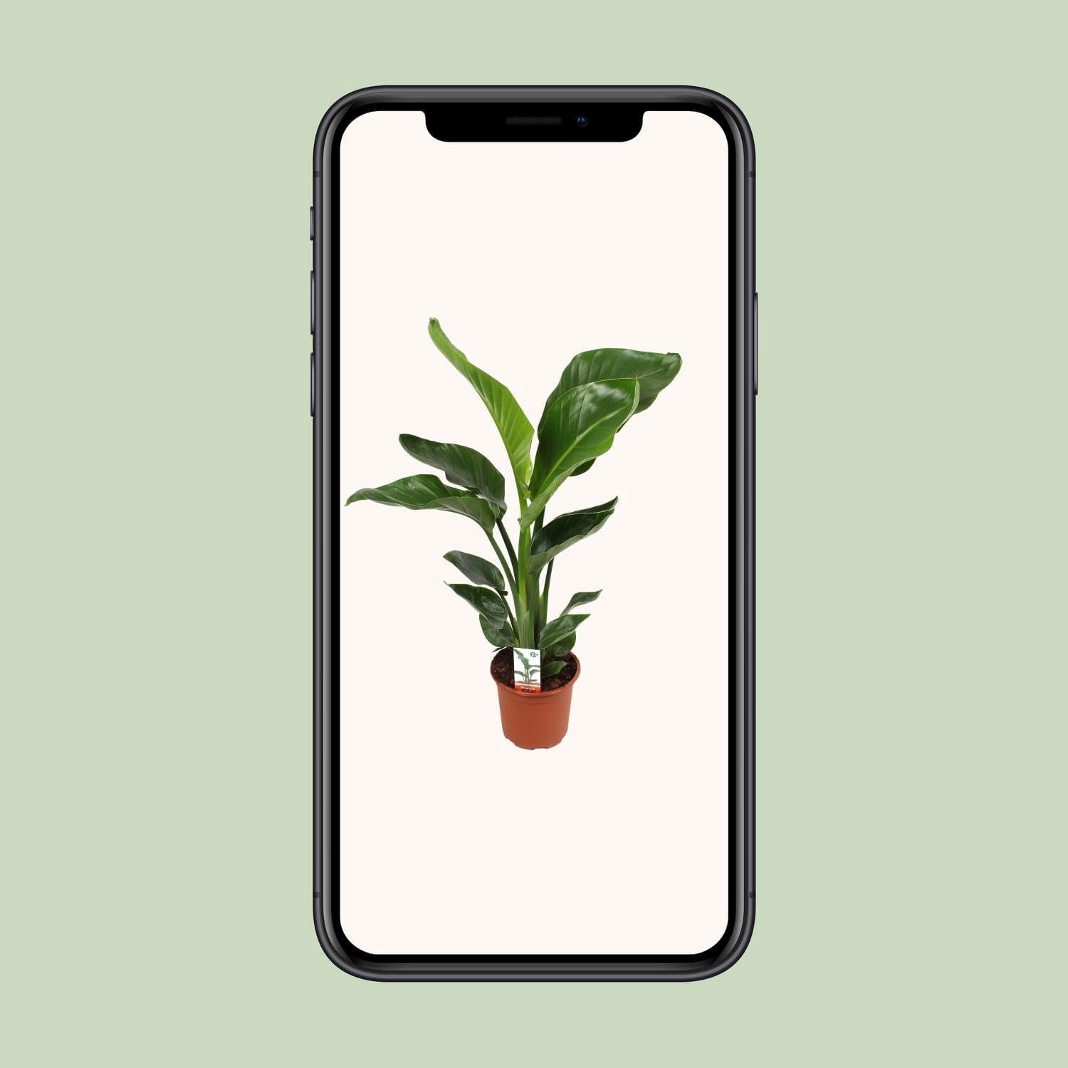 Nicolai - 60-70cm - Ø17cm - Kamerplant - Groenblijvend