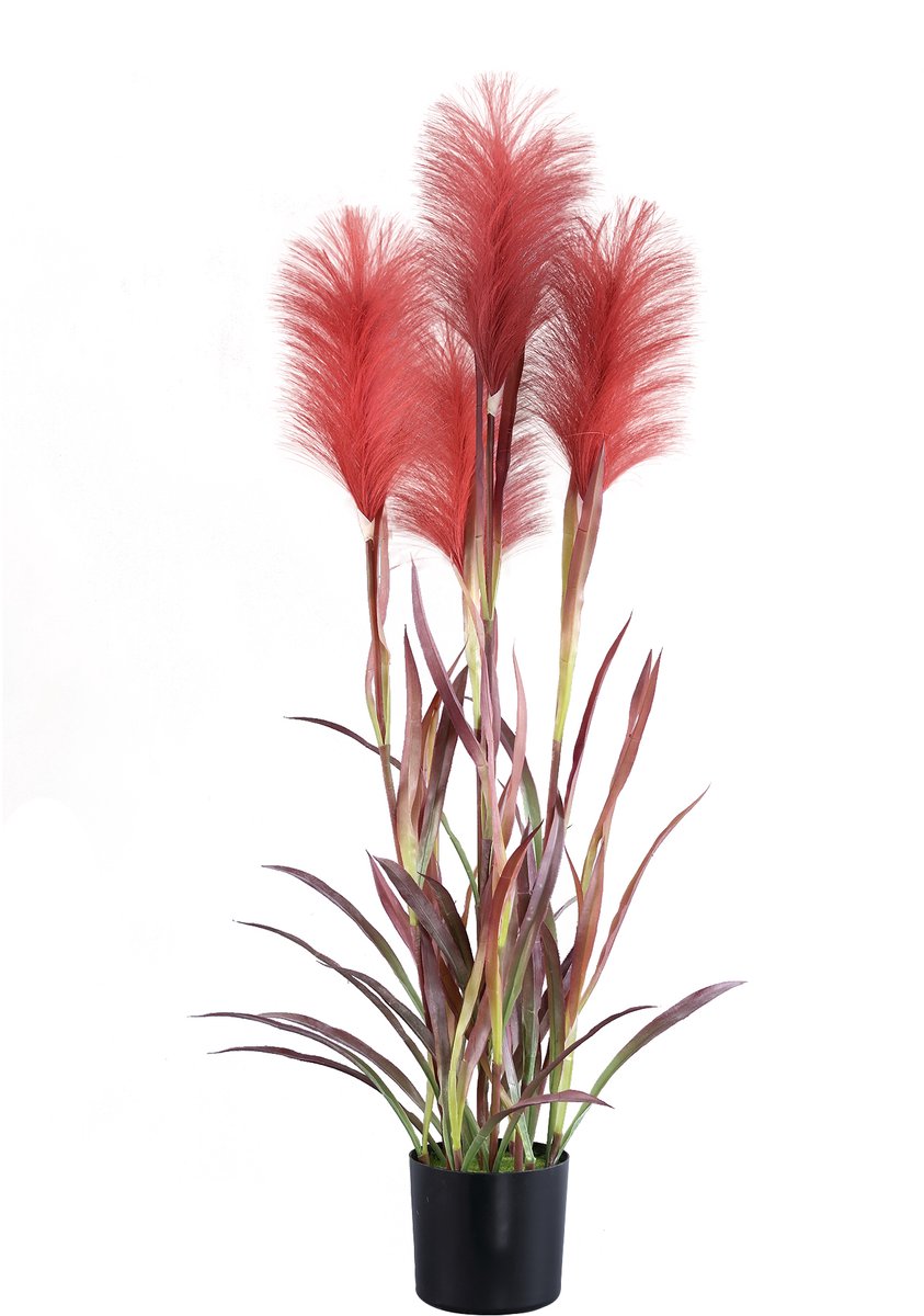 PTMD Grass Plant Burgundy Pampas Grass In Black Pot Rood