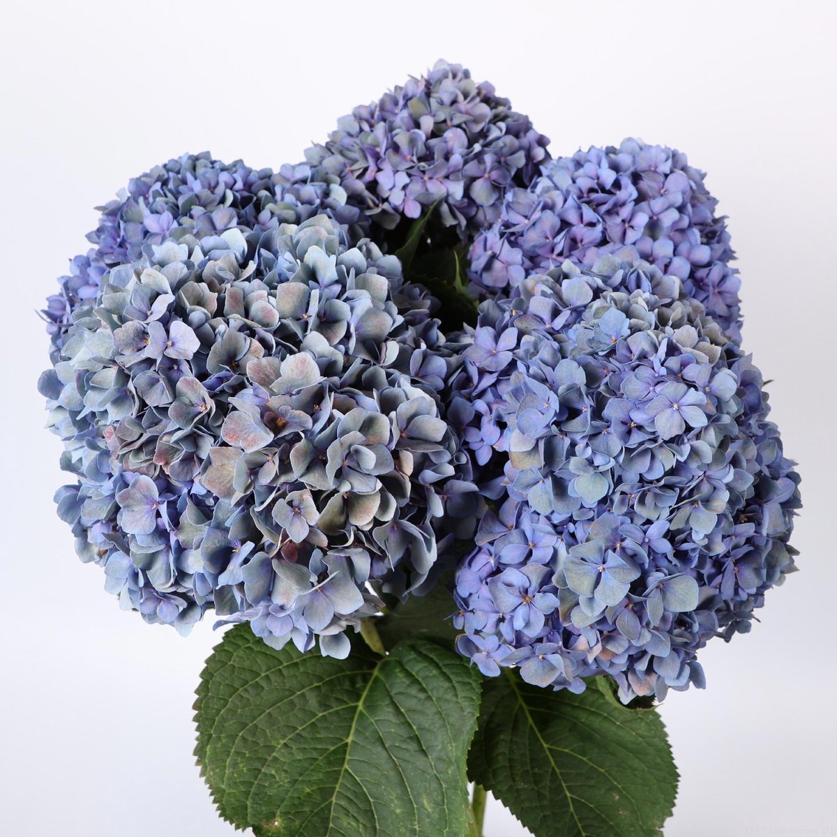 10x Hydr.pimpernel classic 80cm