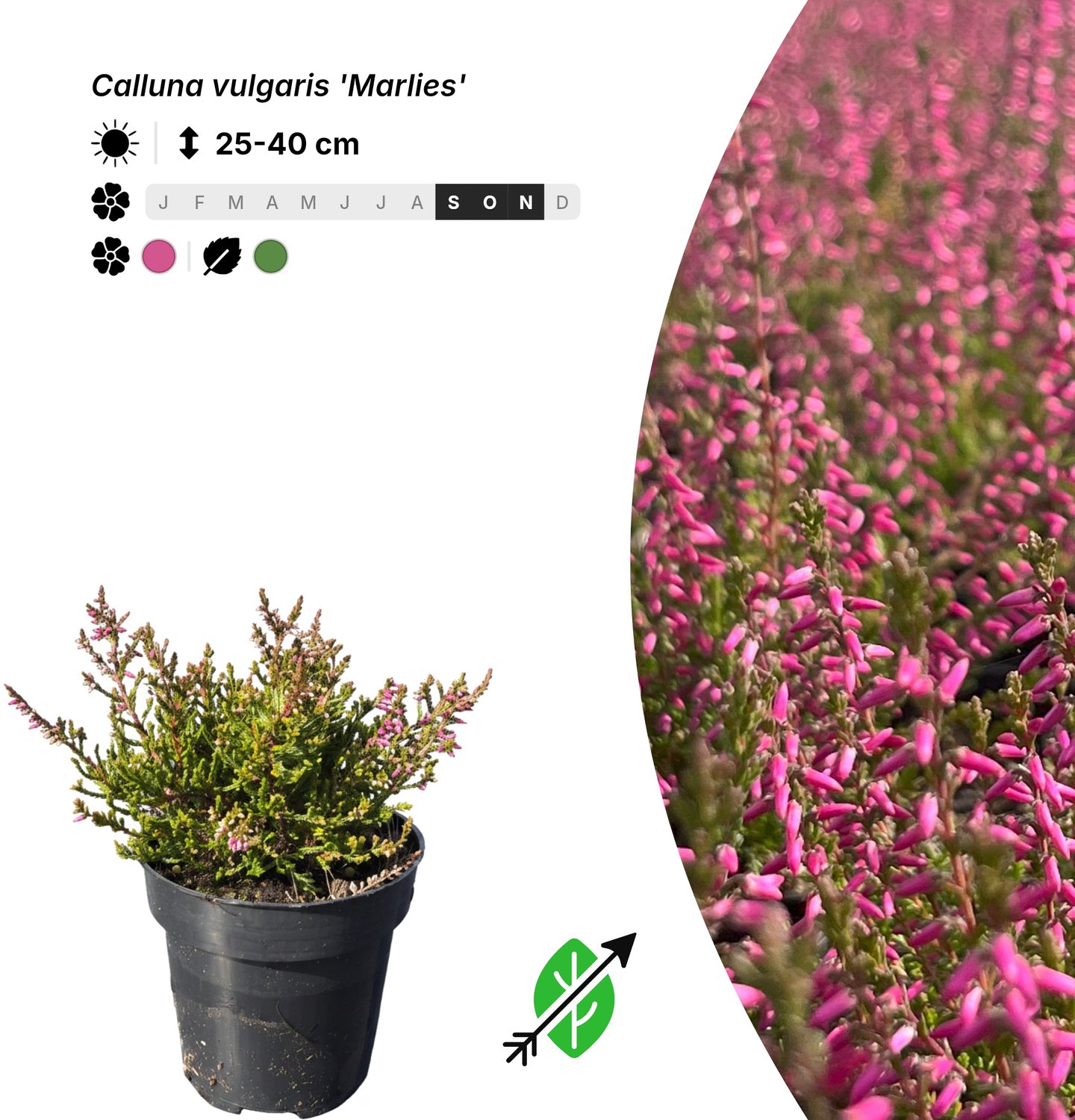 Singleplants - 20x Calluna vulgaris 'Marlies' - Pot P9,5 - bodembedekker - in bloeiperiode