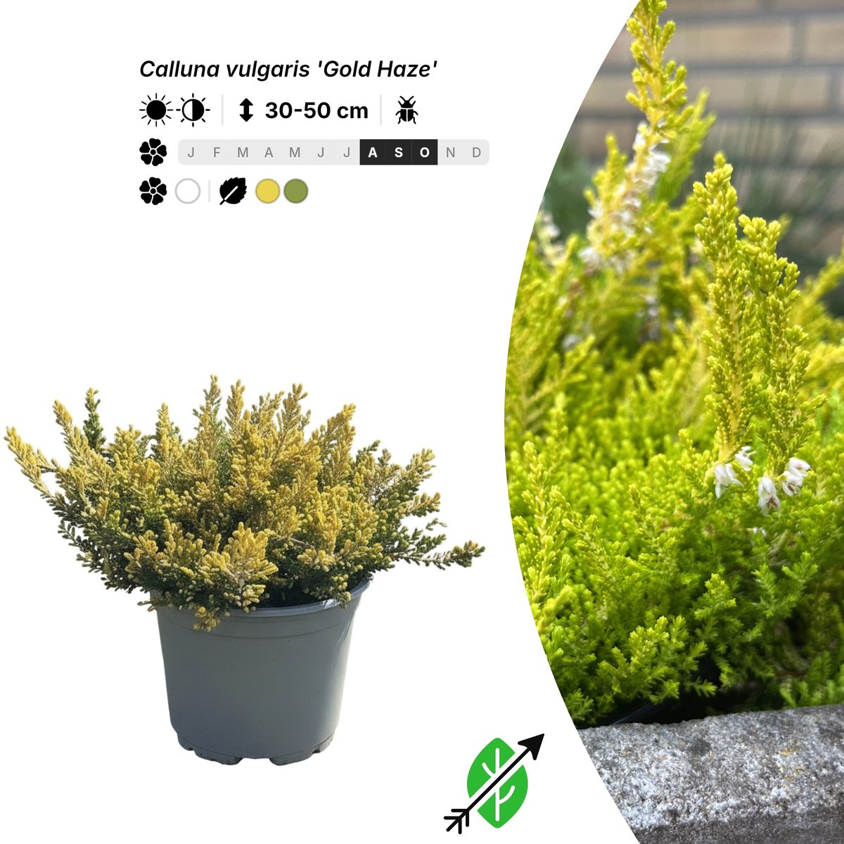 Singleplants - 20x Calluna vulgaris 'Gold Haze' - Pot P10,5 - bodembedekker - in bloeiperiode