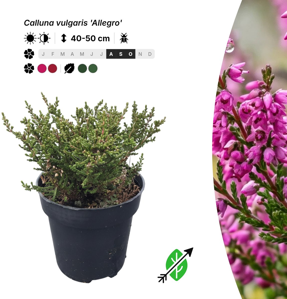 Singleplants - 20x Calluna vulgaris 'Allegro' - Pot P9,5 - bodembedekker - in bloeiperiode