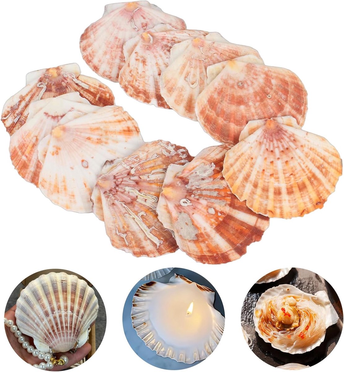 10Witte Natuurlijke Sint-jakobsschelpen,10cm Scallop Shells voor Ambachten