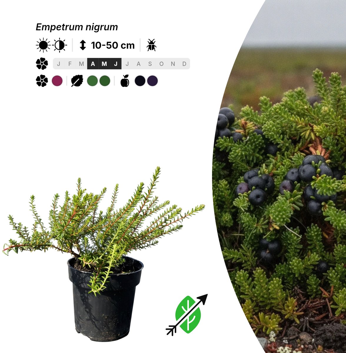 Singleplants - 6x Empetrum nigrum - Pot P9,5 - bodembedekker - winterhard tot -45°C