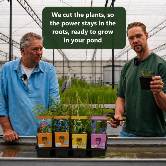 Twee mannen kijken naar vier plantenbakken met waterplanten en etiketten in een tray. Een van de mannen houdt een potje met afgesneden planten vast. Op de achtergrond lopen kassen en een vogel.