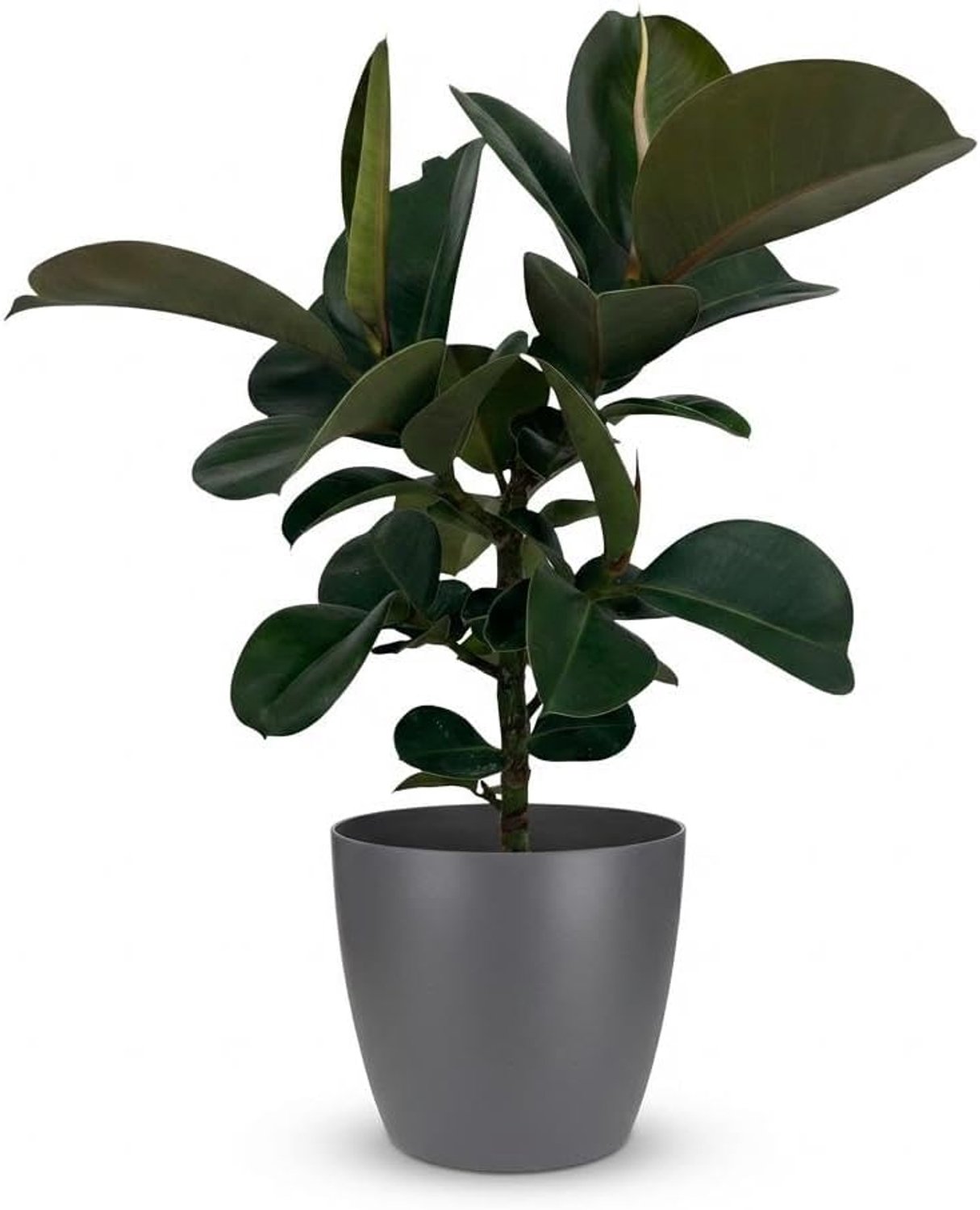 - Ficus Elastica Cloe - Groen - Weinig onderhoud - met Potter Grijs - 55-65cm - Ø19cm - Kamerplant - Groenblijvend