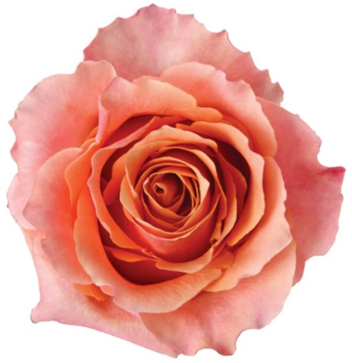 25x Rosa carpe diem+ 60cm