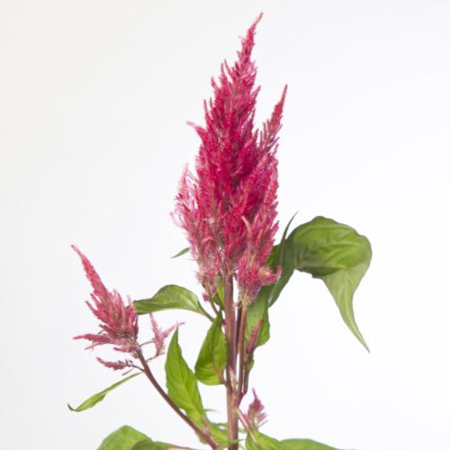 20x Cel.pl.royal pink 70cm