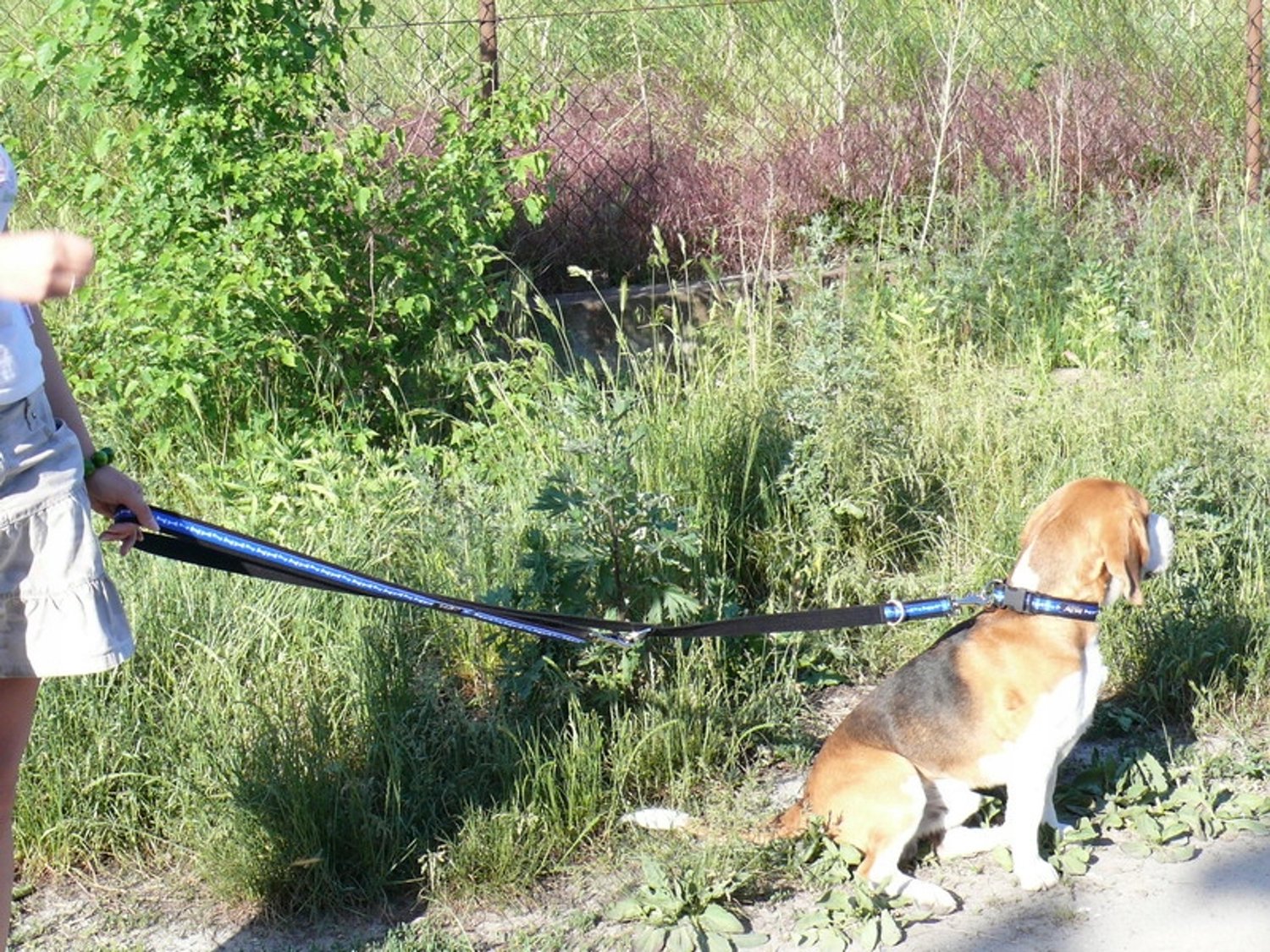 Amiplay Verstelbare Hondensnoer 100-200cm, 2cm Breed - 6-in-1