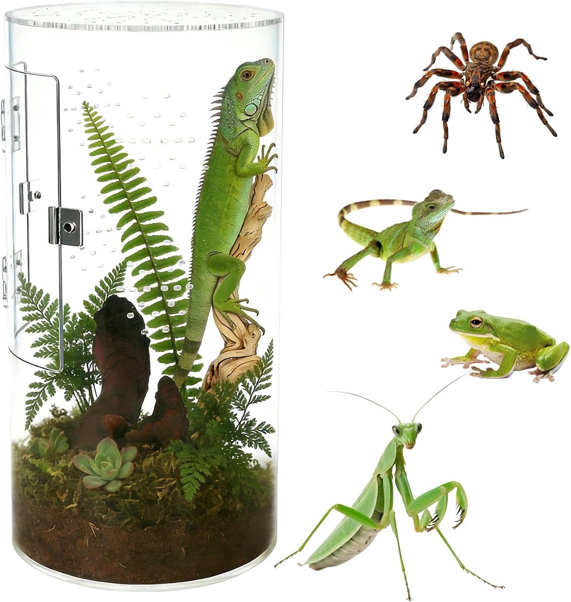 6 × 12 inch cilindrisch terrarium: acryl terrarium, stabiele constructie 360° panorama terrarium, reptielen Faunabox, voor kleine dieren en observatie