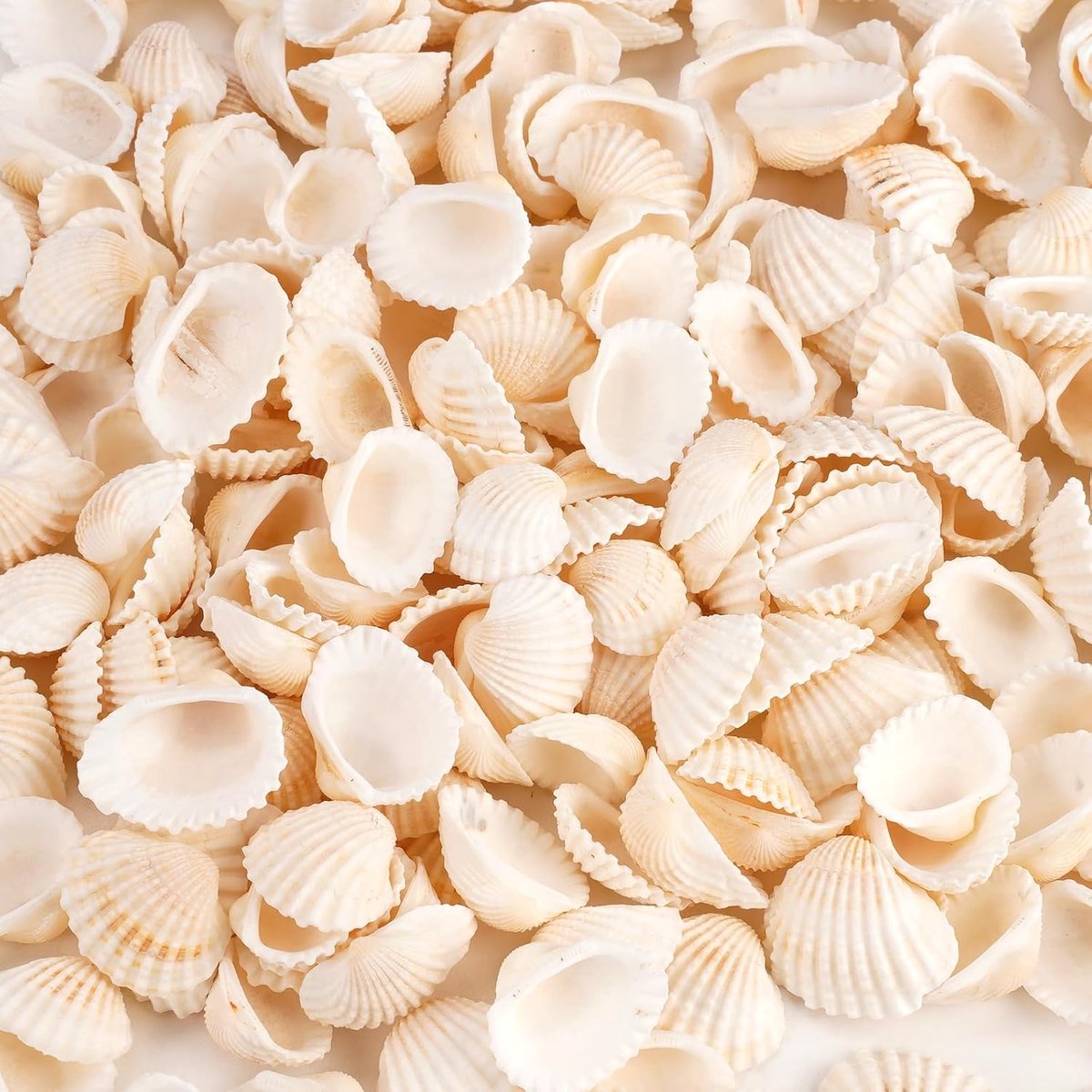 500 Gram Natuurlijke Schelpen, 2-3.5CM Witte Kleine Schelpen Uit de Diepzee | Schelpendecoratie om te Knutselen, Kleine Zeeschelpen Decoratie voor Knutseldecoratie, Strand Themafeest, Vazenvuller