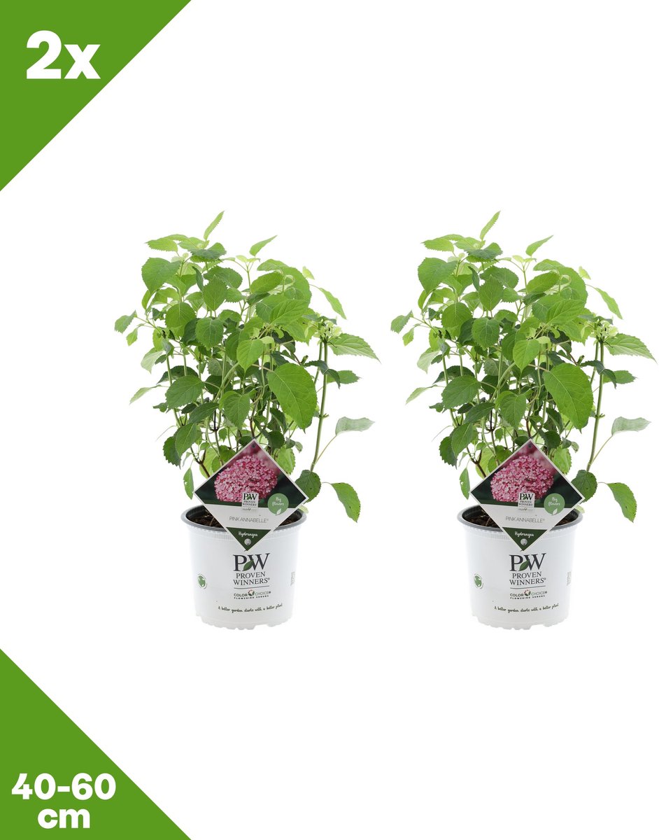 GARDENZO - Hydrangea arborescens 'Pink Annabelle' (Bolhortensia) x 2, P19, 40-60 cm - Winterhard
