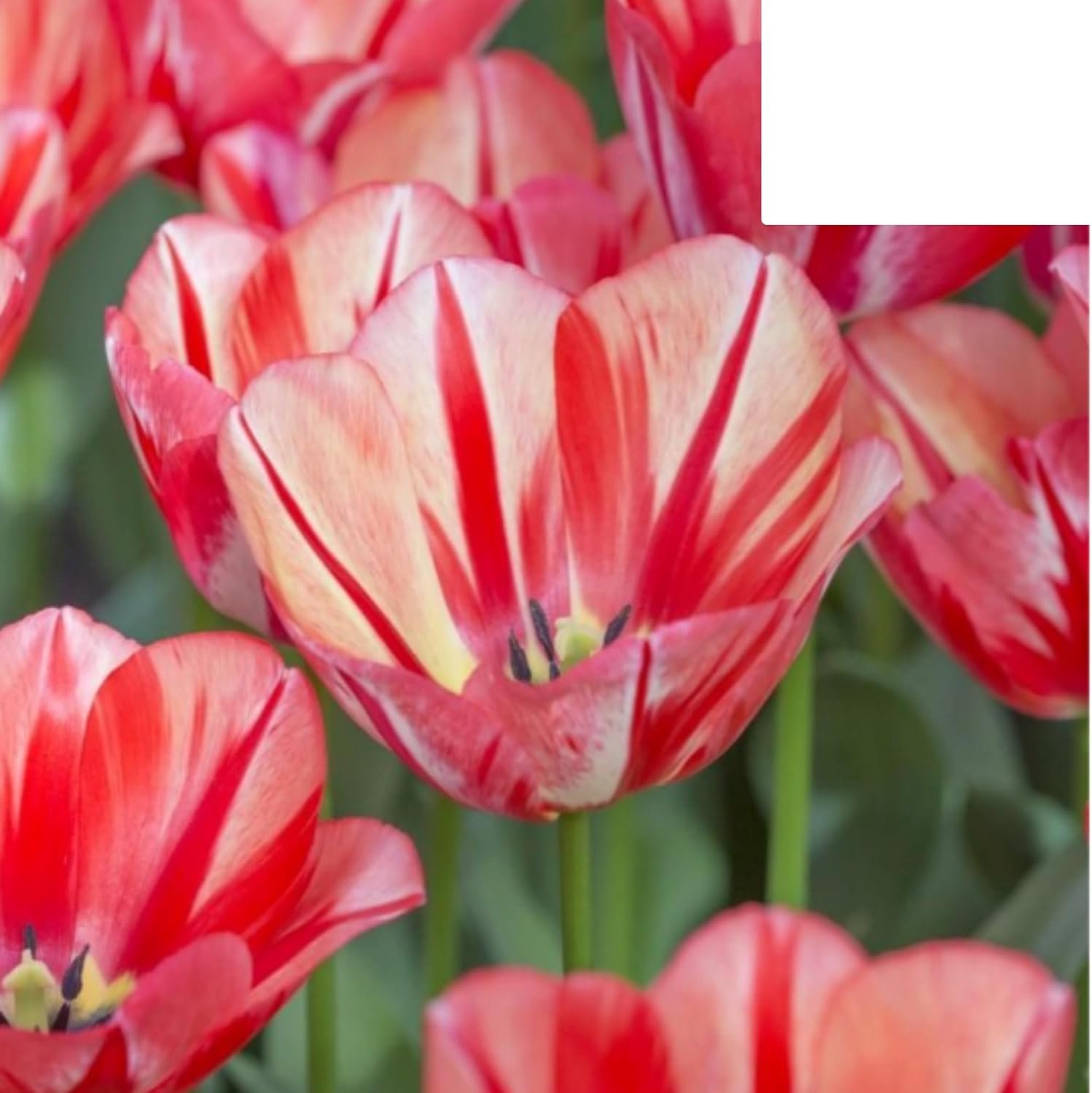 Tulpenbollen 'Spring Break' | 20 Stuks | Rood-Oranje Tulp - 30-50cm - Ø5cm - Bloembol - Tuinplant