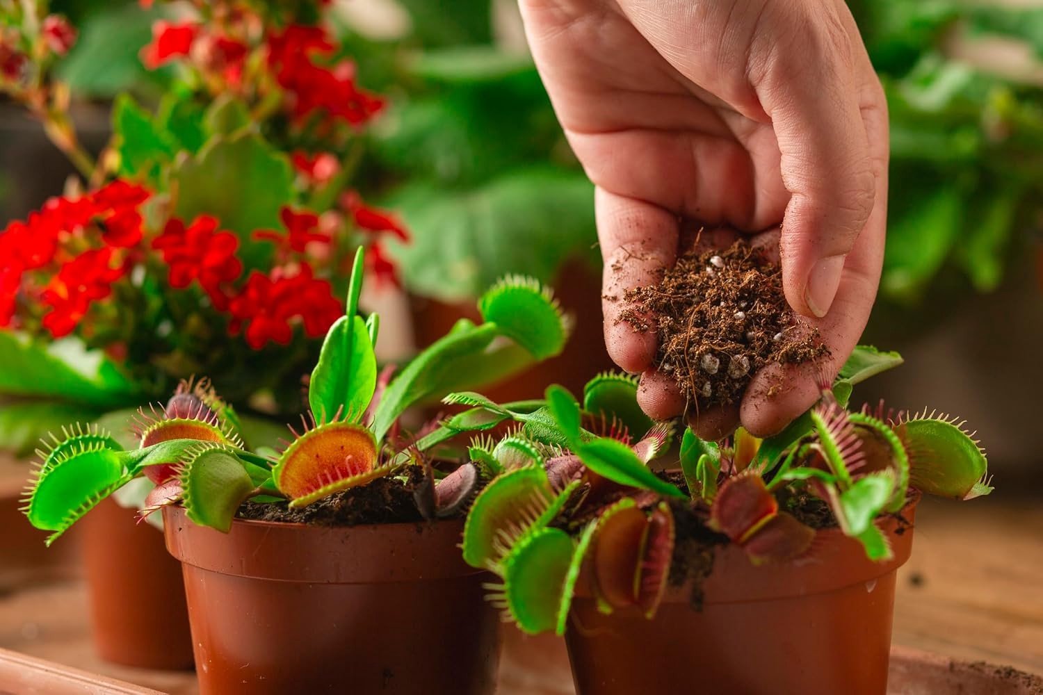 Fijne Blonde Turf - 3L - Lage PH voor Planten, Moestuin en Gazon - Verbetering van Bodemkwaliteit