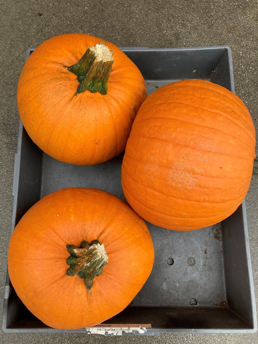 3x Sf cucurbita halloween