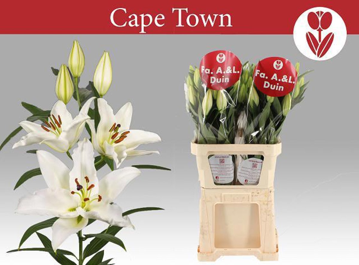 10x Lil.cape town 80cm
