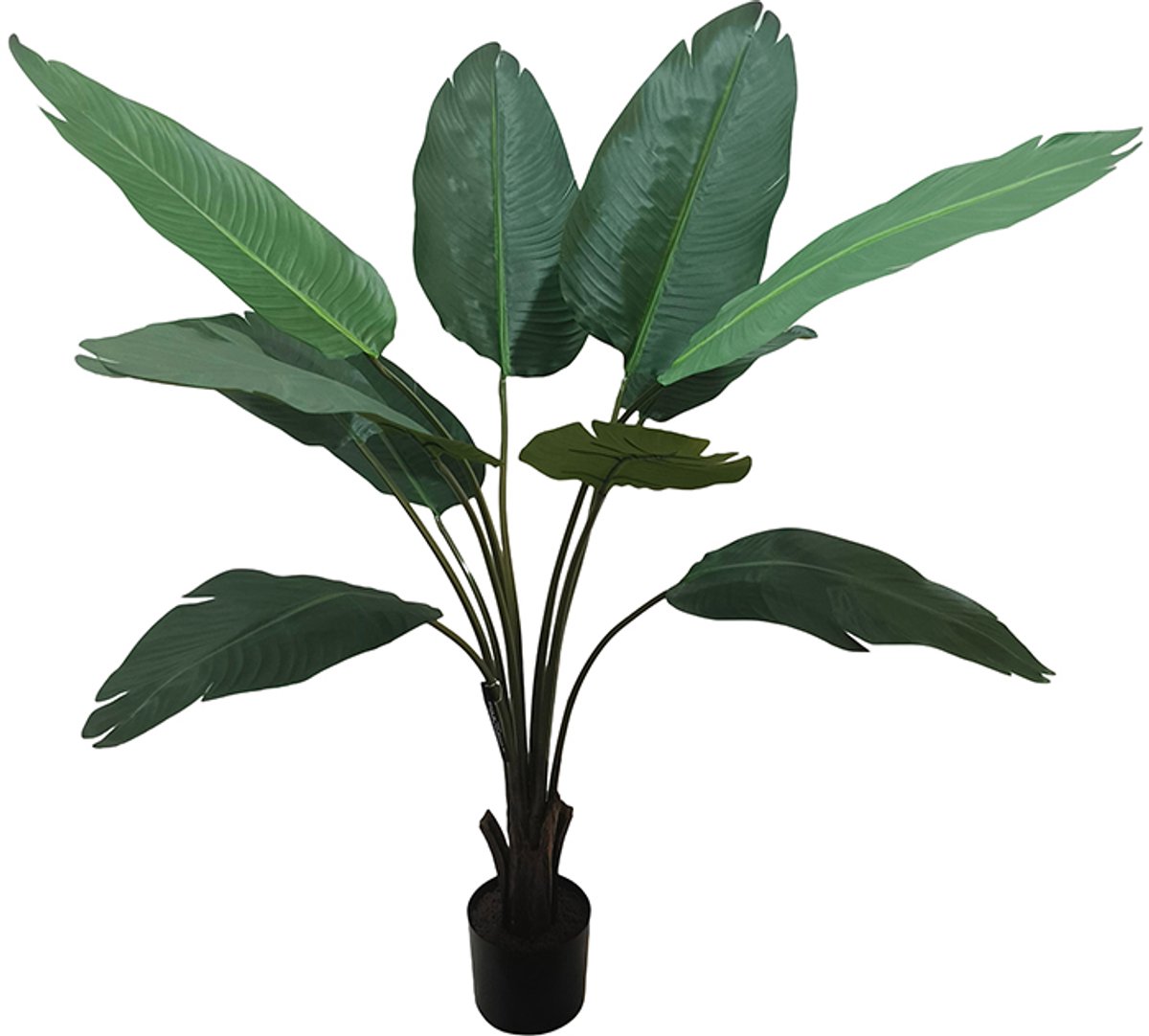 Travellers Palm Tree 150cm