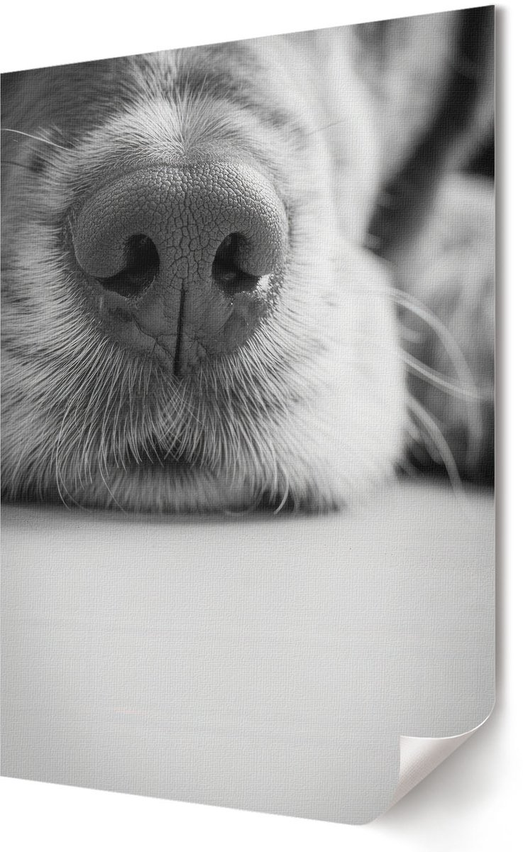 Coloray Canvas Poster Polycanvas - Hondengezicht, Fotografie - 594 x 840 - Zwart-wit Poster - Rechthoek - Decoratieve poster - Kantoor - Modern
