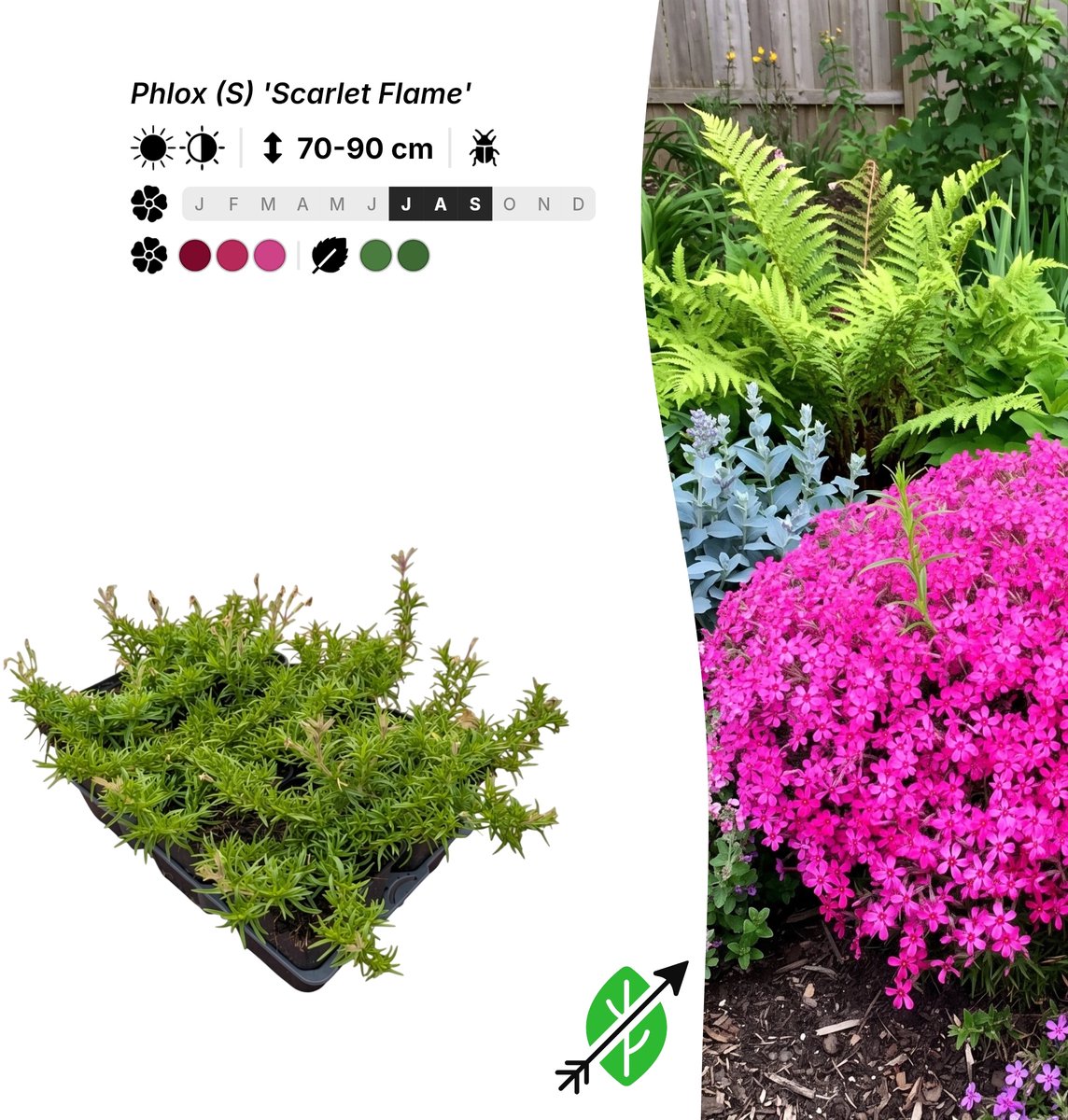 Singleplants - 6x Phlox (S) 'Scarlet Flame' - Pot P9 - bodembedekker - winterhard tot -34°C