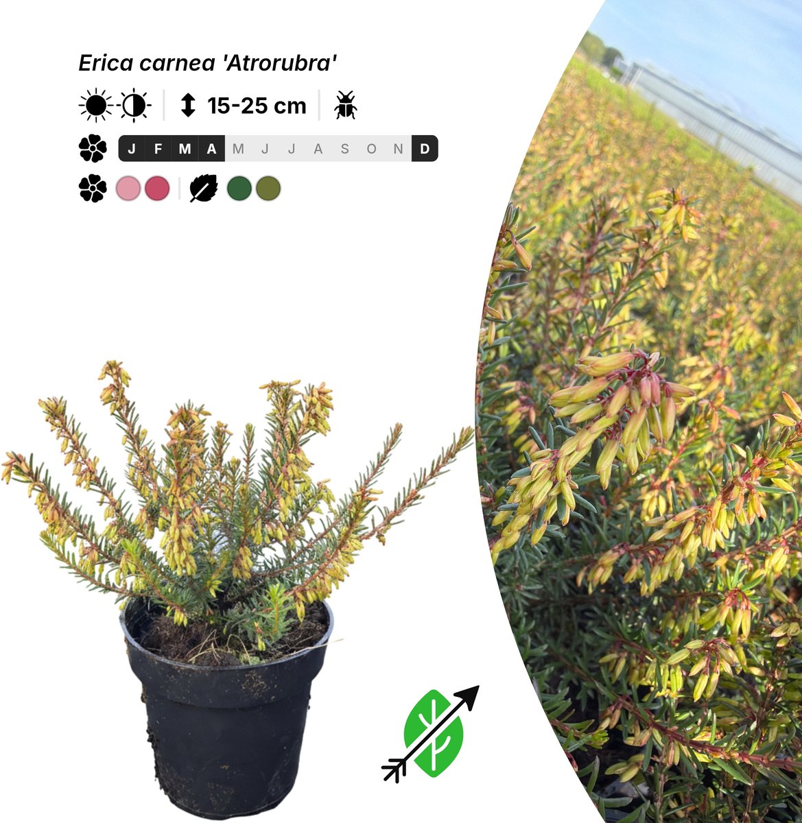 Singleplants - 6x Erica carnea 'Atrorubra' - Pot P9,5 - bodembedekker - winterhard tot -25°C