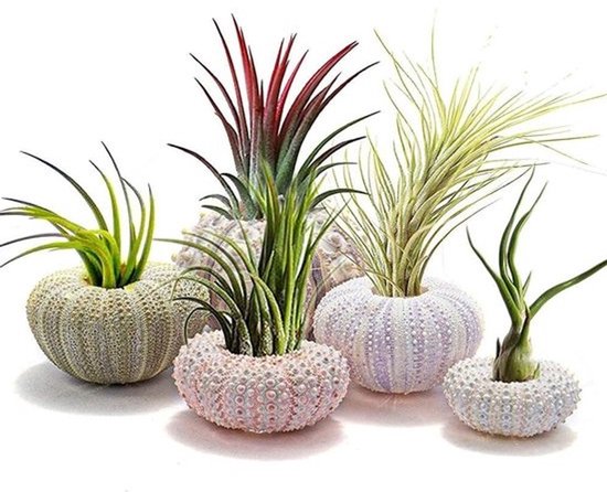 Set van 5 Decoratieve Schelp Plant Holders - Voor Luchtplanten en Succulenten