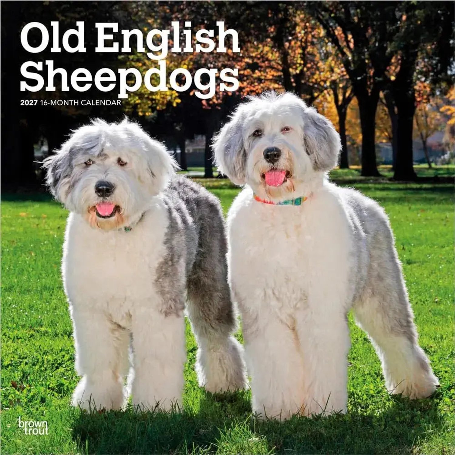 Bobtail / Old English Sheepdog Kalender 2027