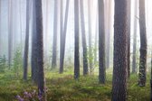 Fotobehang Bos In Mist - Vliesbehang - 416 x 290 cm