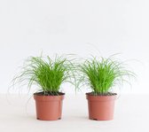 Plantje.nl - Cyperus Zumula Duo - Kattengras - P12 - Woonkamerplanten