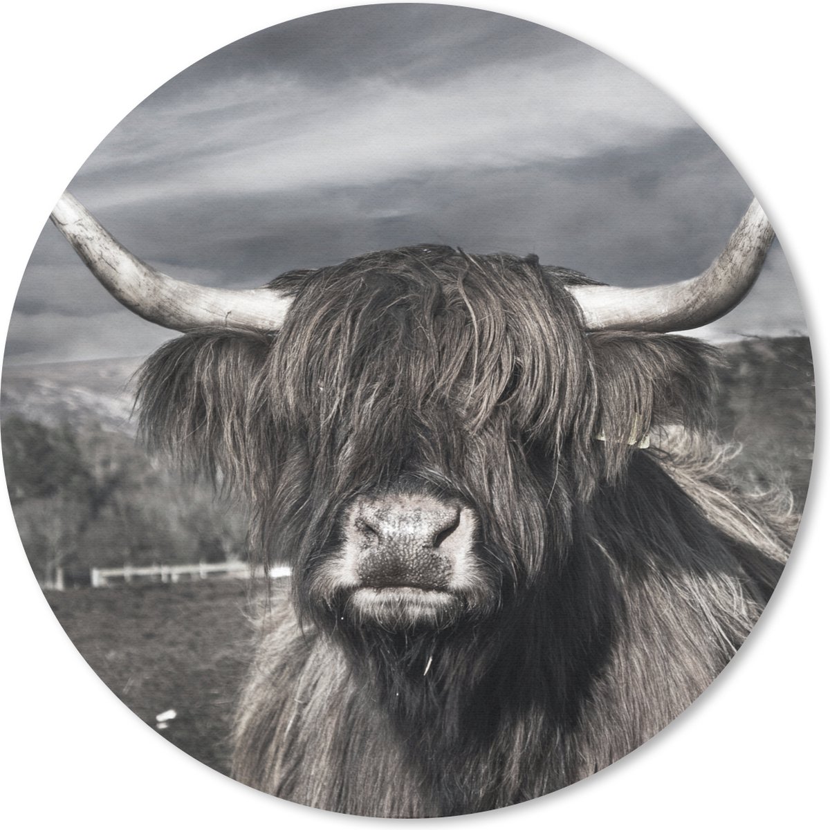 Muismat rond 30x30 cm - Mousepad Schotse hooglander - Portret - Zwart - Wit - Dier - Wild - Natuur - Ronde muismatten