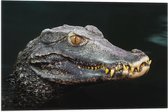 Vlag - Hoofd van Aligator met Scherpe Tanden in het Water - 60x40 cm Foto op Polyester Vlag
