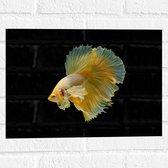Muursticker - Gele Vis met Sierlijke Vinnen tegen Zwarte Achtergrond - 40x30 cm Foto op Muursticker