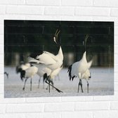 Muursticker - Fluitende Kraanvogels in landschap Vol met Sneeuw - 80x60 cm Foto op Muursticker