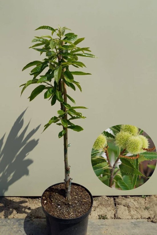 Jonge Tamme Kastanje boom - Castanea sativa ‘Marron de Lyon’